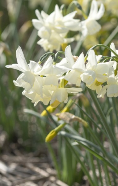 Narcissus Starlight Sensation
